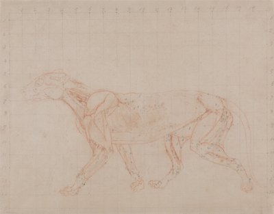 A Comparative Anatomical Exposition of the Structure of the Human Body with that of a Tiger and a Cow by George Stubbs